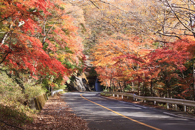 15601972500_009d6a8c30_z