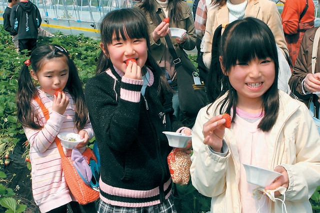 strawberry-picking_re