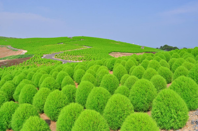 ve-may-bay-di-nhat-ban-gia-re-hitachi-seaside-park8