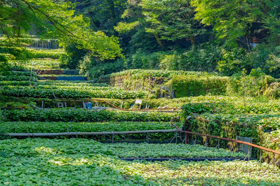 Cánh đồng wasabi ở thành phố Izu, tỉnh Shizuoka