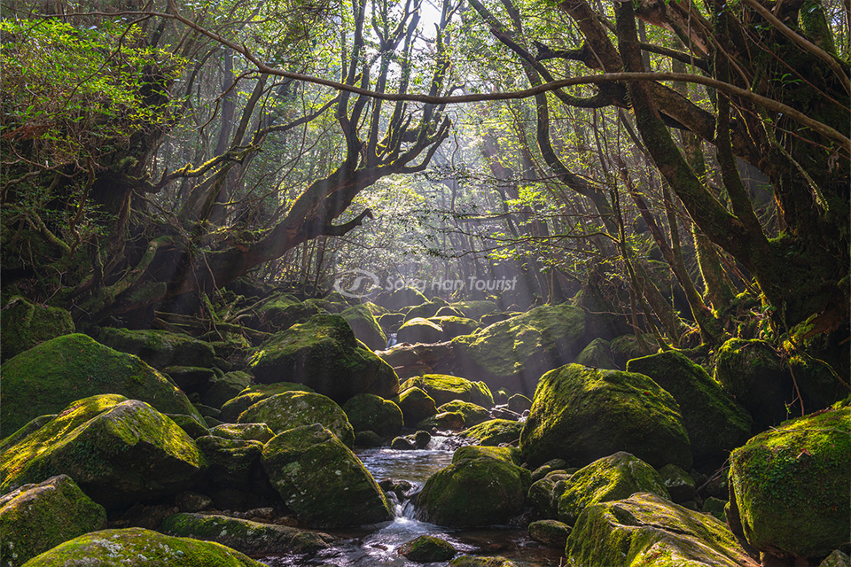 dao-yakushima-kagoshima