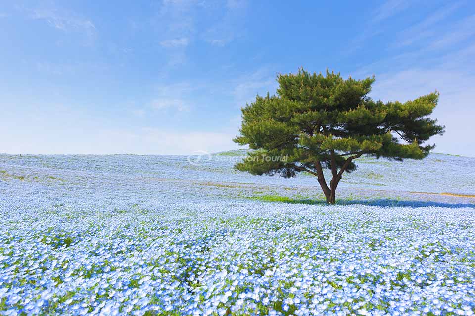 Hoa Nemophila ở công viên Hitachi 