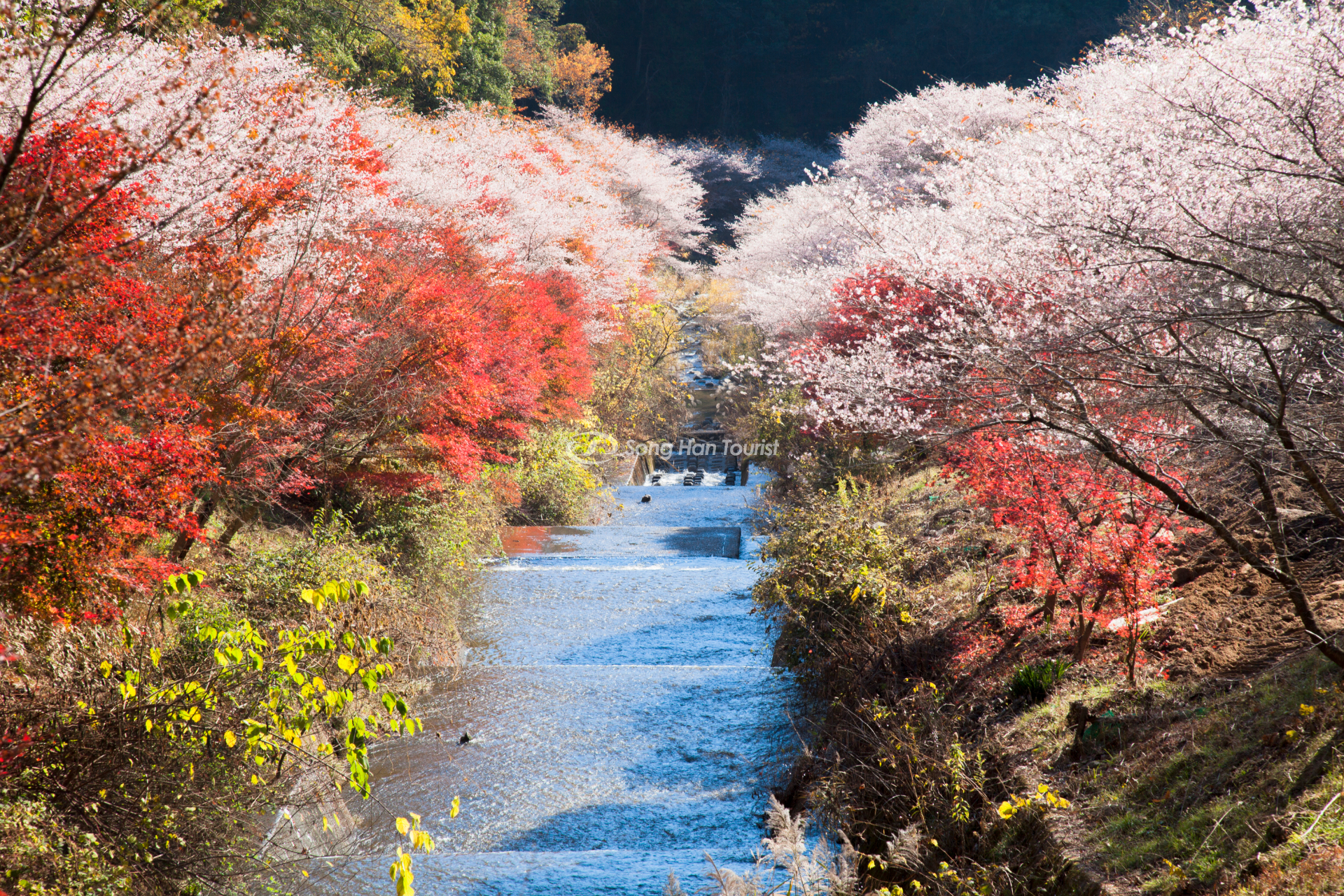 su ket hop thu vi cua sakura mua dong va la do momiji