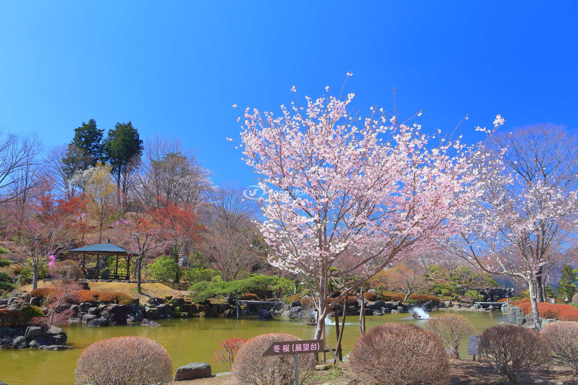 cong vien sakurayama la dia diem thich hop de ngam hoa anh dao mua dong