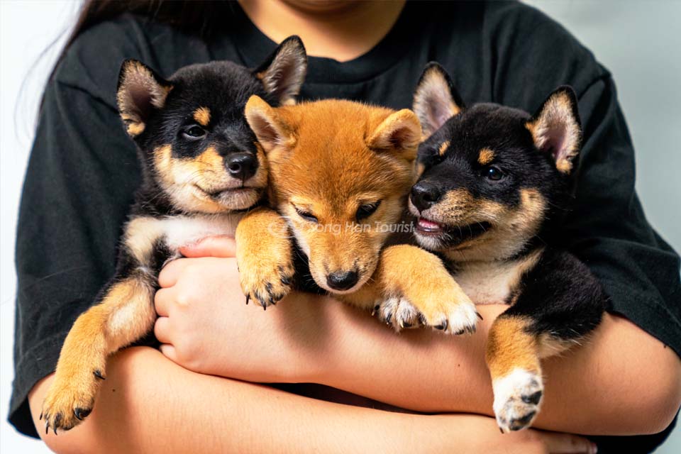 Shiba Inu có nhiều màu sắc khác nhau 