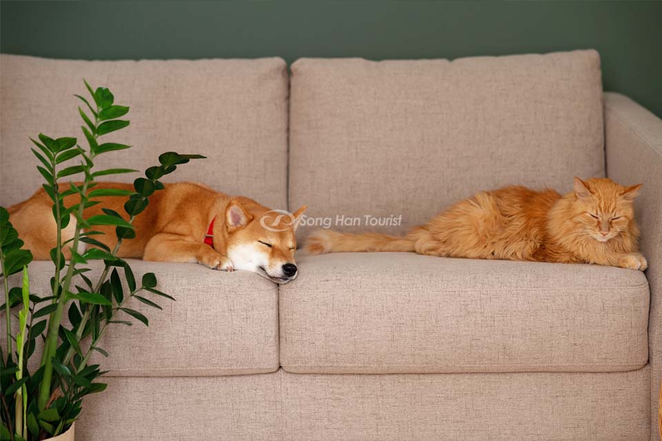 Shina Inu có tính cách như một chú mèo 