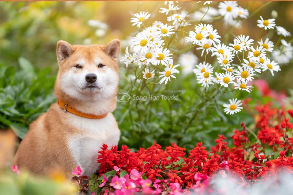 Shiba Inu - Báu vật quốc gia Nhật Bản