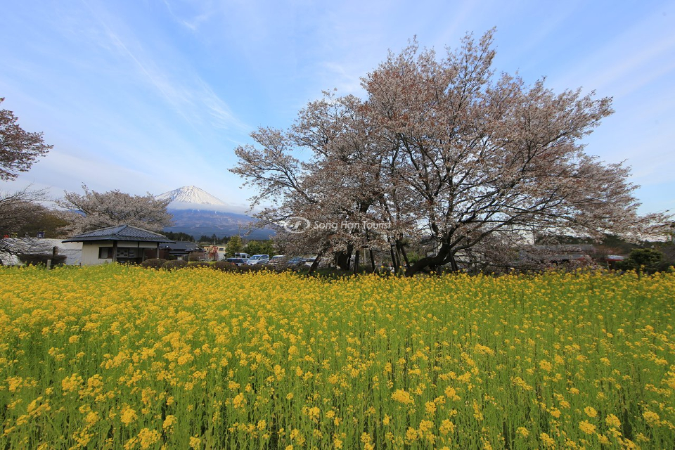 canh-dong-hoa-cai-dau-doi-lap-voi-mau-sac-tren-hoa-anh-dao