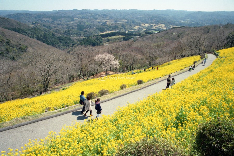  Cánh đồng hoa cải dầu tại Mother Farm