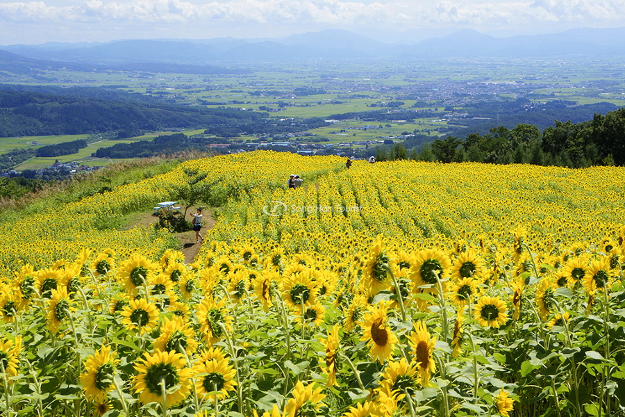 Địa điểm du lịch Nhật Bản Fukushima nổi bật với cánh đồng hoa hướng dương