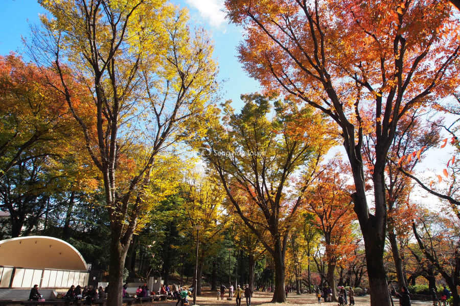 Cảnh mọi người sinh hoạt vui chơi tại công viên