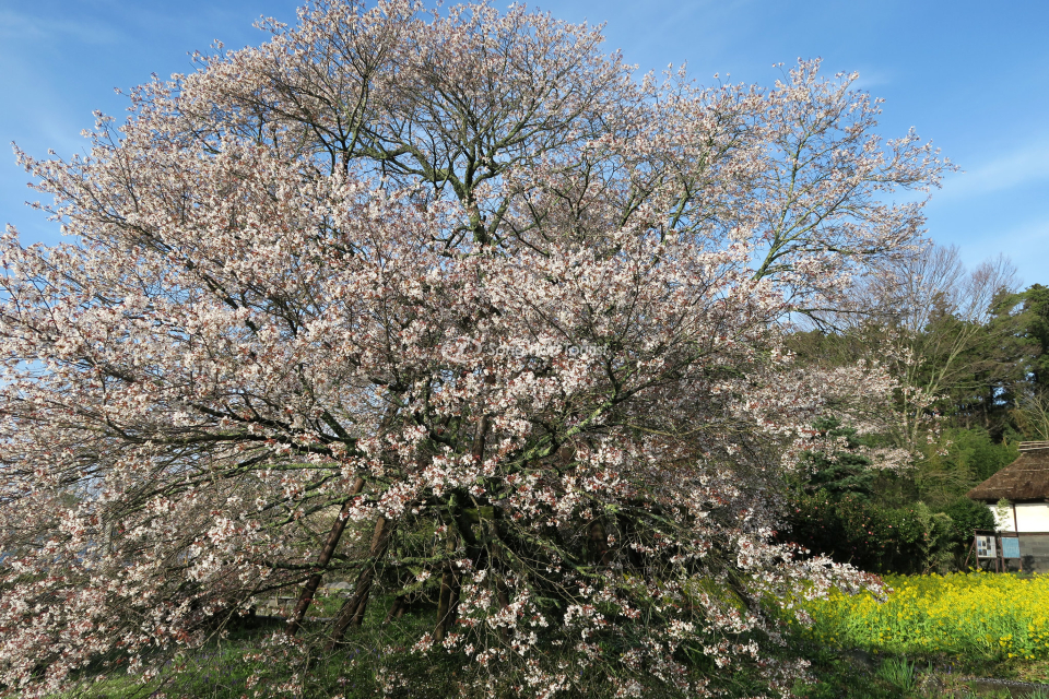 cay-hoa-anh-dao-co-thu-Kariyado-luc-ra-hoa