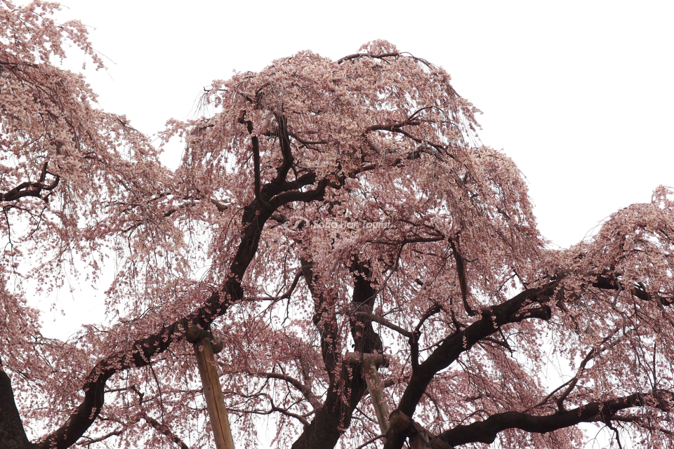 cay-hoa-anh-dao-co-thu-miharu-ngap-tran-canh-hoa-mau-hong