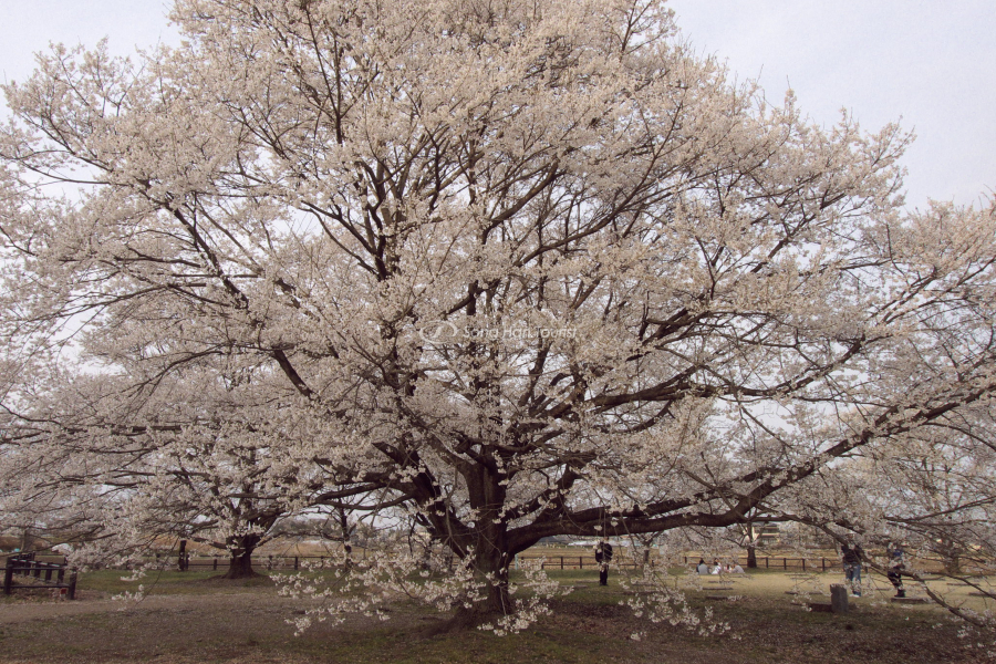 cay-hoa-anh-dao-co-thu-nghin-nam-tai-Motosu-gifu