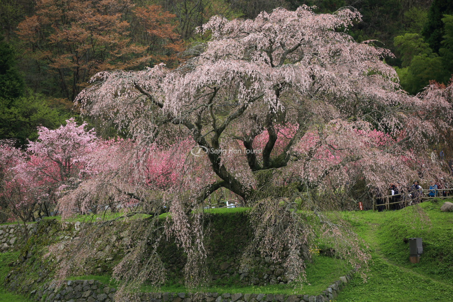 cay-hoa-anh-dao-co-thu-ra-hoa-ruc-ro