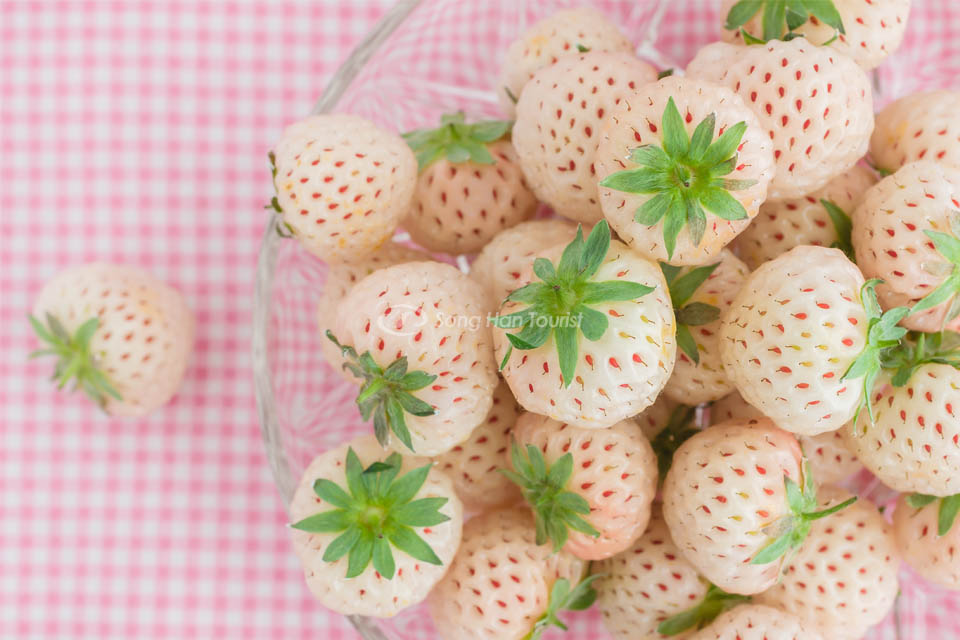 Dâu Bạch Tuyết Nhật Bản