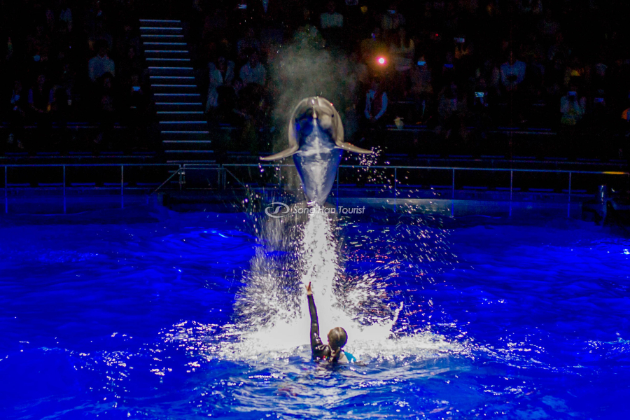 Chiêm ngưỡng màn trình diễn của cá heo