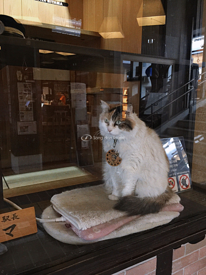  Cô mèo trưởng ga tàu Kishi 