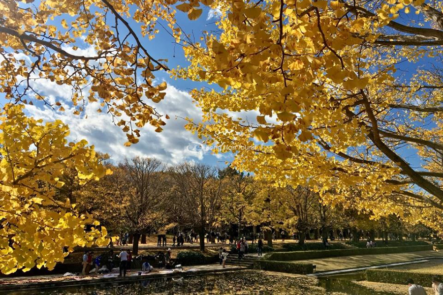 Công viên tưởng niệm Showa vào mùa thu Nhật Bản