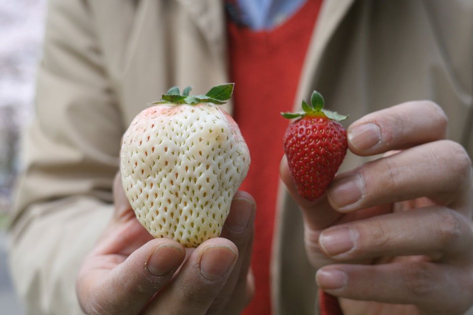 Kích thước dâu bạch tuyết so với dâu thường