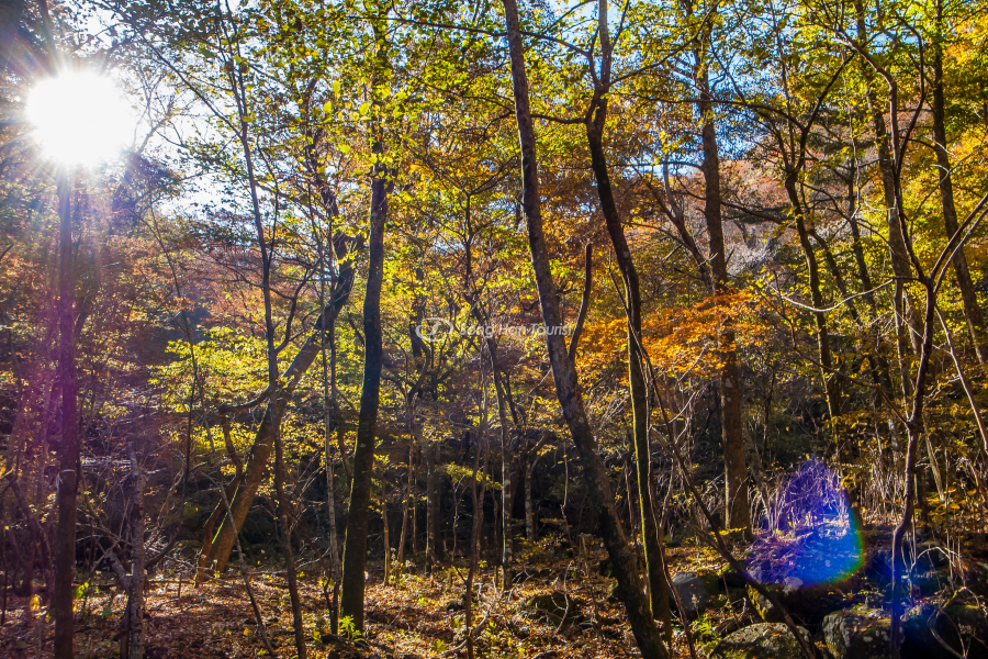 Đi dạo để chiêm ngưỡng cảnh sắc mùa thu