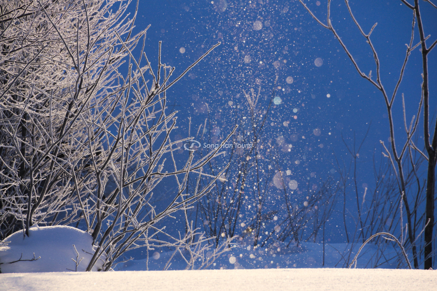 Du lịch Nhật Bản chiêm ngưỡng hiện tượng bụi kim cương thú vị 