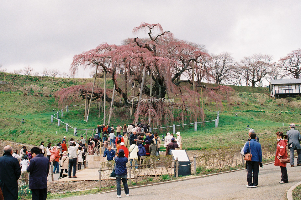 du-lich-nhat-ban-mua-xuan-ghe-tham-quan-miharu
