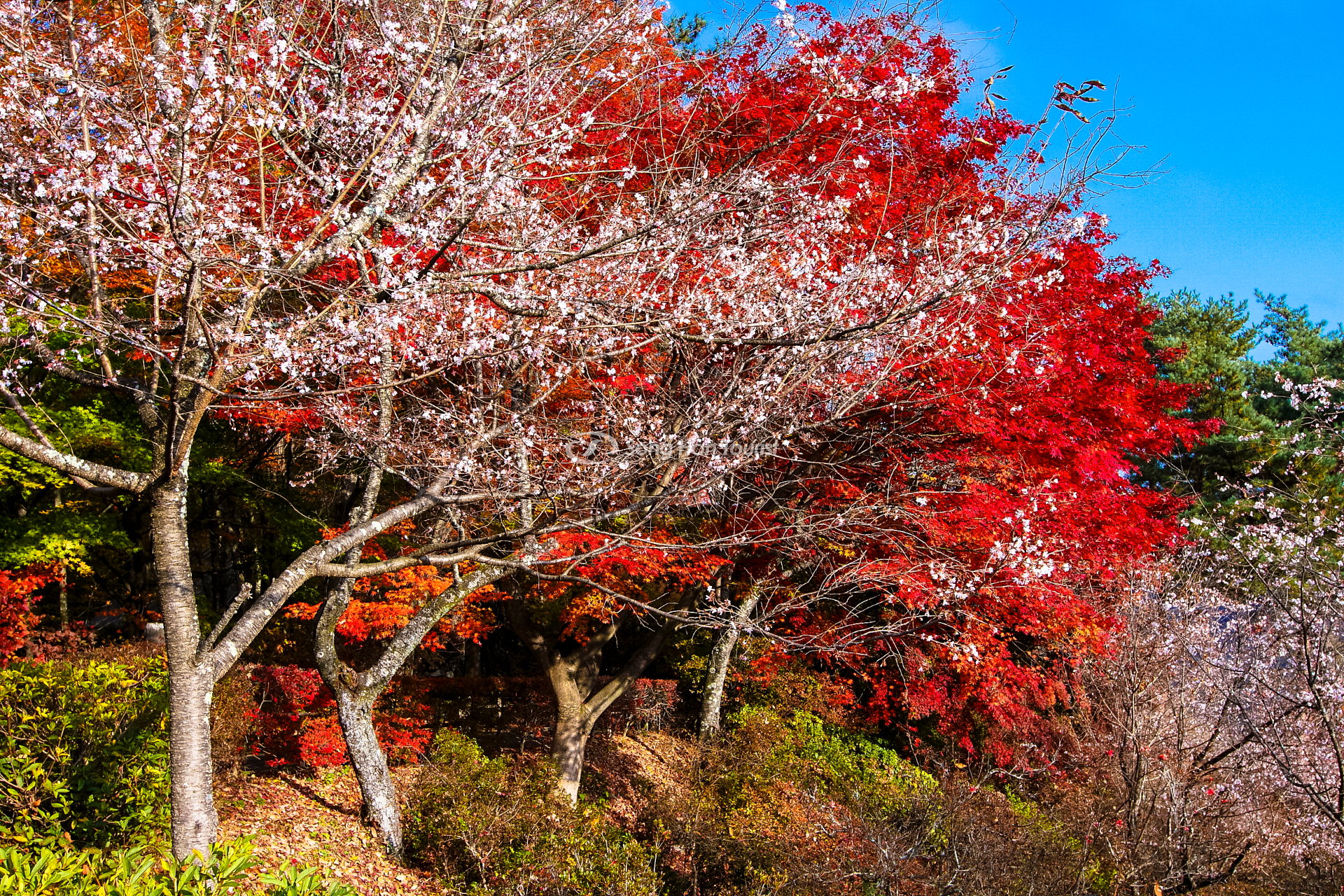 buc tranh thien nhien cua hoa anh dao vao mua dong