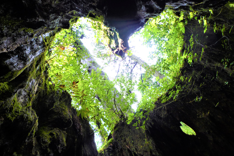 Góc nhìn độc đáo tại Yakusugi 