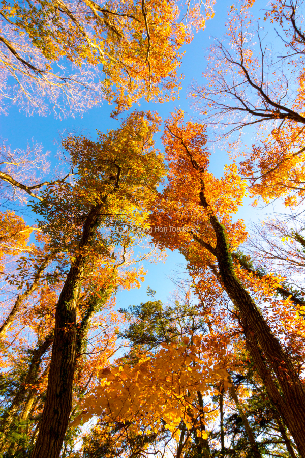 Hàng cây bạch quả lung linh trong nắng 