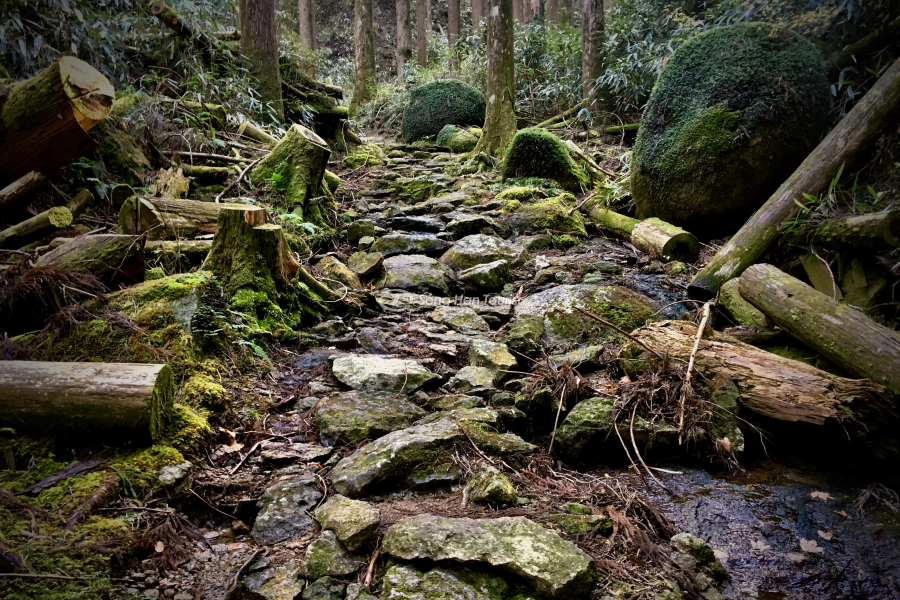 Hành trình gian nan khi chinh phục Kumano Kodo 
