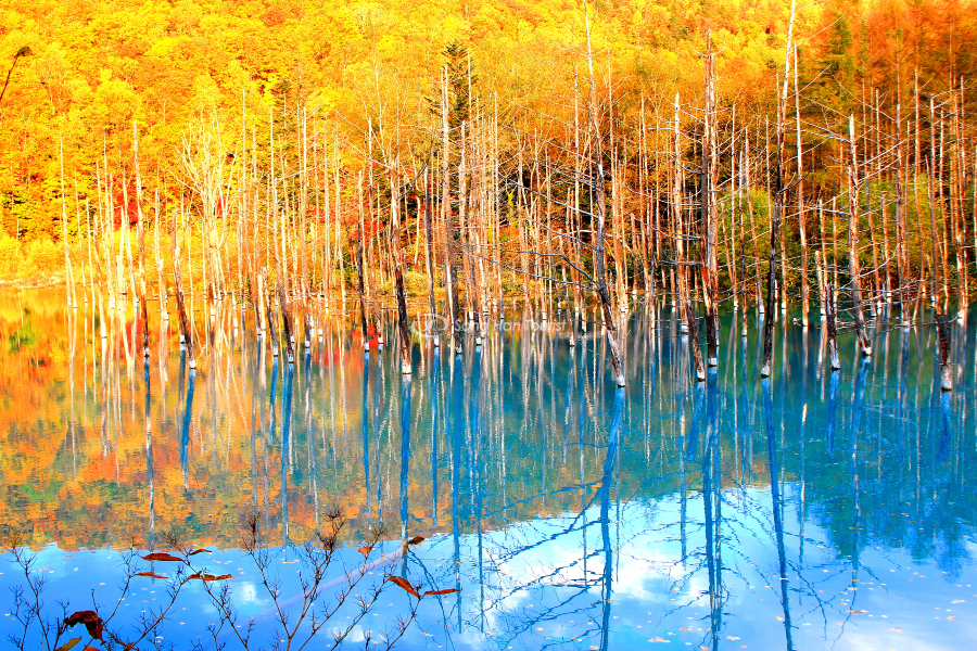 Hồ Biei ngày mùa thu đẹp tuyệt vời 