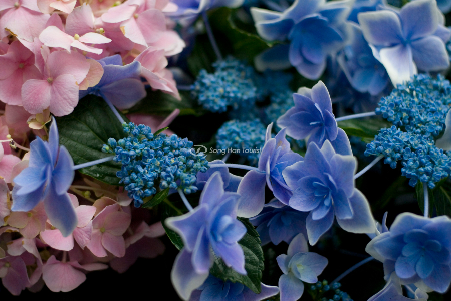 Hoa cẩm tú cầu đầy màu sắc tại lễ hội Bunkyo, đền Hakone