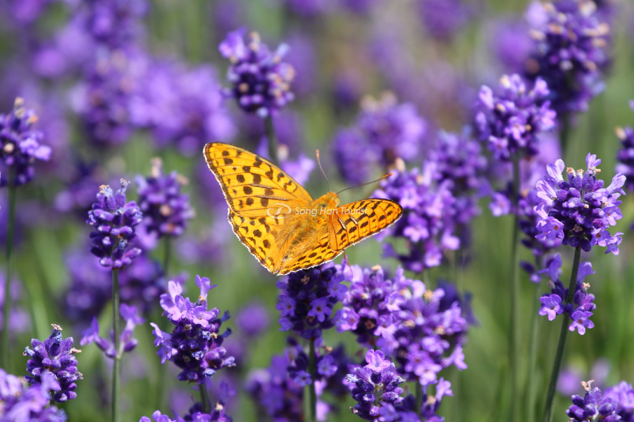 Hoa lavender tại công viên Tambara xinh đẹp