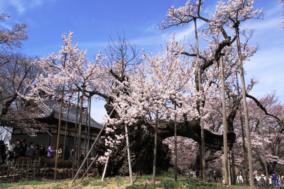 phan-goc-cay-to-lon-cua-cay-hoa-anh-dao-2000-tuoi