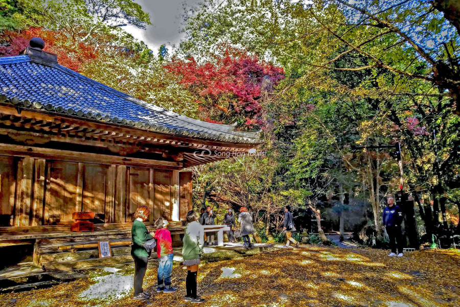 Khách du lịch đến Oita thưởng cảnh mùa thu