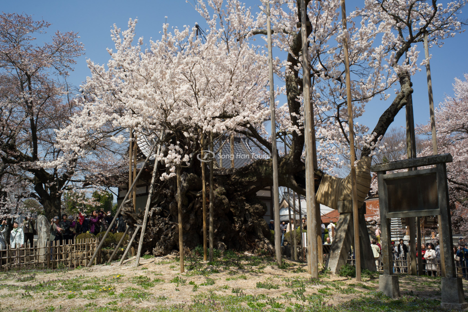 khung-canh-dac-trung-cua-mua-xuan-nhat-ban