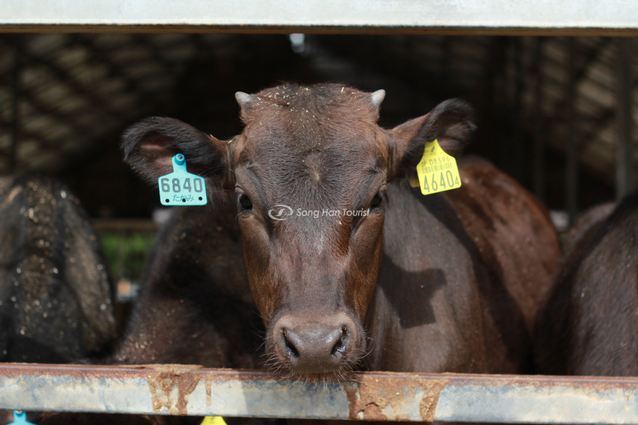 Lệnh cấm giết mổ động vật thời xa xưa tại Nhật (Nguồn: Flickr)