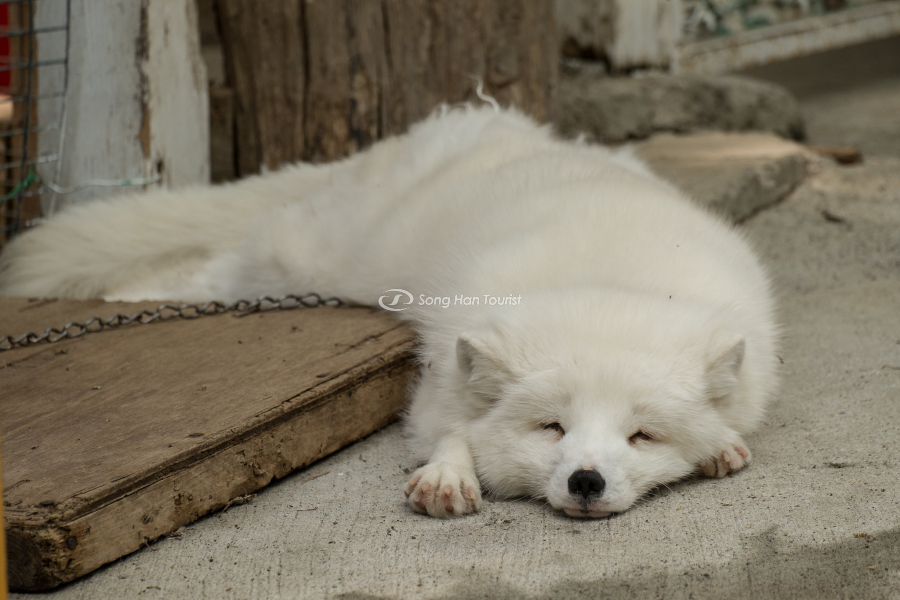 Loài cáo tuyết với biểu cảm cực dễ thương khi ngủ 