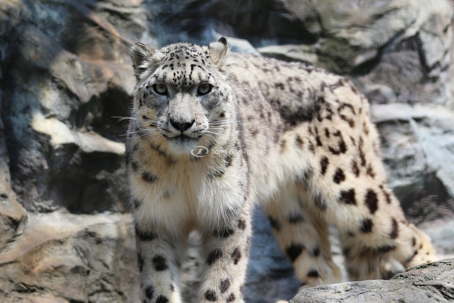  Một trong những loài thú quý tại Milve