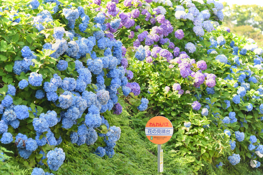 Mùa hè đến hoa cẩm tú cầu nở rộ khắp con đường