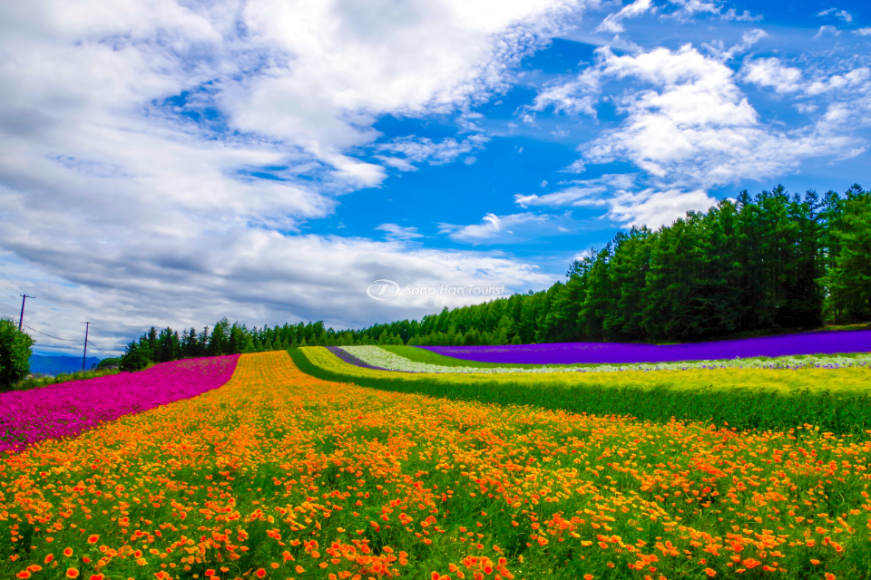 Mùa hè là thời điểm thích hợp để ngắm nhìn sắc hoa