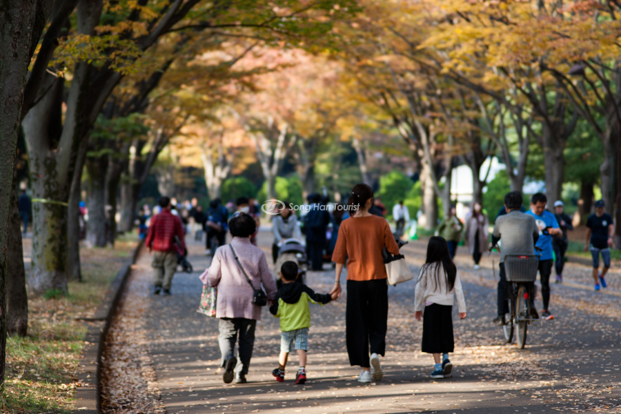 Ngắm lá mùa thu cùng gia đình khi đến Tokyo
