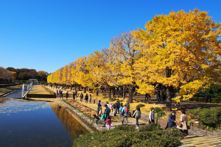 Người dân và du khách tham quan, ngắm cảnh