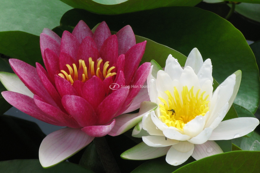  Nhiều loại hoa được trồng tại Akebonoyama