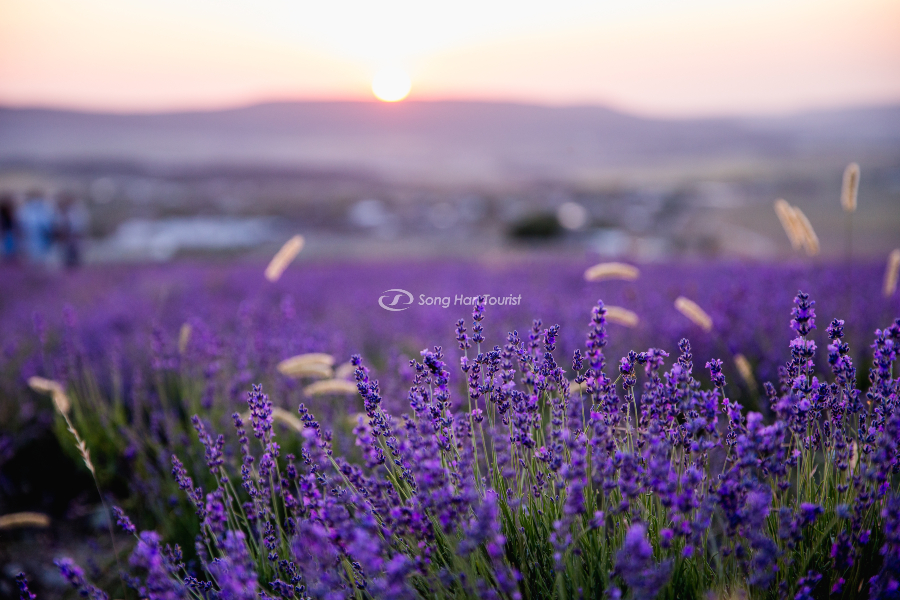 Những cánh đồng hoa oải hương rộng lớn tại Hokkaido