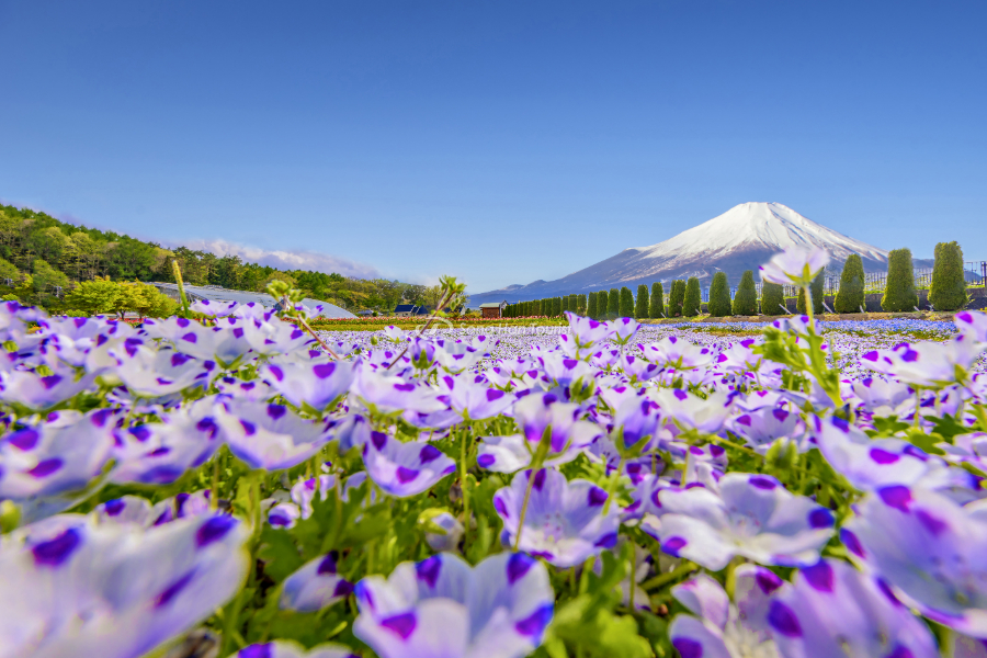 Những cánh hoa đầy màu sắc tại Hana no Miyako