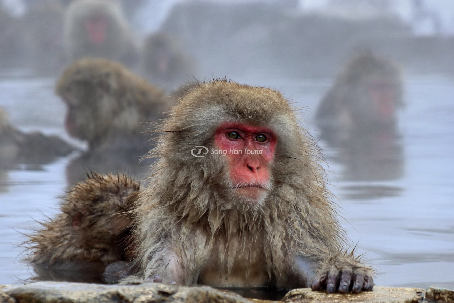 Những chú khỉ đáng yêu