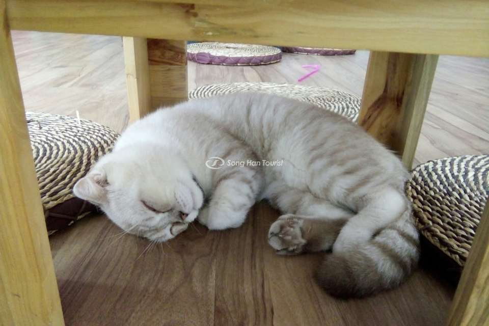 Những chú mèo xinh xắn tại quán cafe Yadorigi