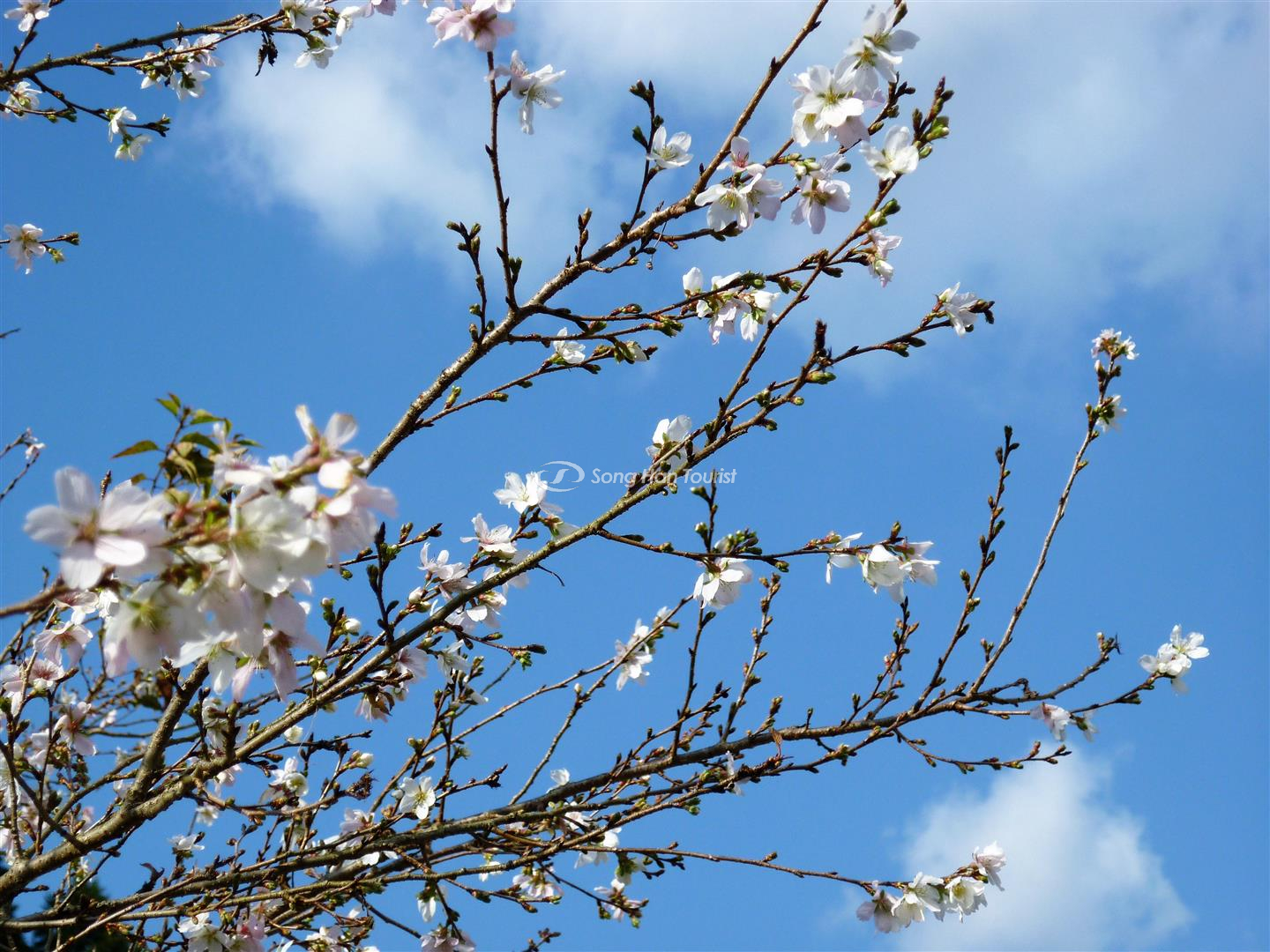 sakura mua dong co kich thuoc nho nhan